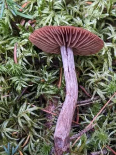 Cortinarius grosmorneensis thumbnail 3