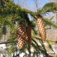 Norway spruce thumbnail 3
