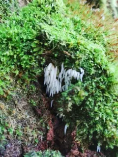 icicle spine thumbnail 3