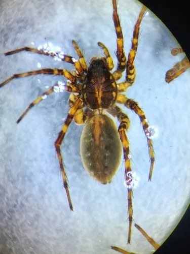 Pardosa sinistra