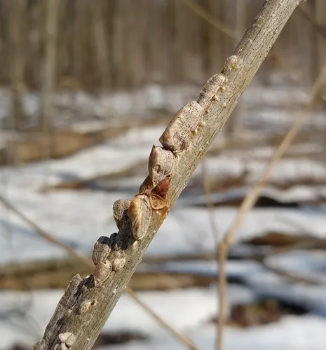rock elm