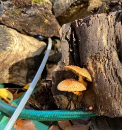 Decorated Pholiota thumbnail 4