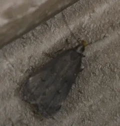 Orange-dotted Dichomeris Moth thumbnail 3