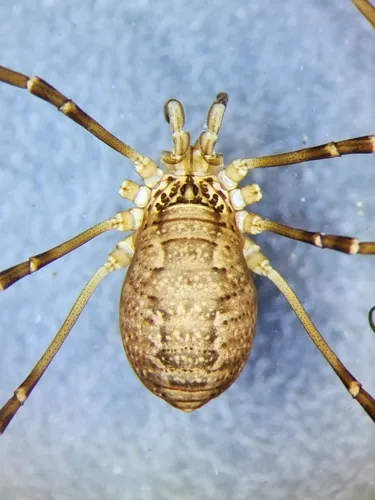 Liopilio glaber