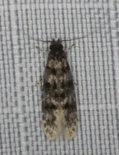 Homosetia bifasciella thumbnail 3