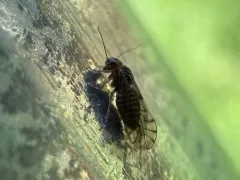Lachesilla nubilis thumbnail 2