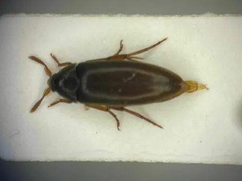 Knife-like False Darkling Beetle