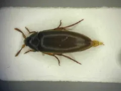 Knife-like False Darkling Beetle thumbnail 1