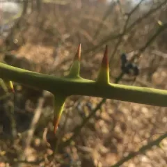 roundleaf greenbrier thumbnail 1