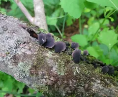 Resupinatus alboniger thumbnail 1