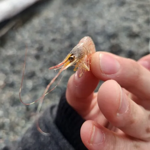 Humpy Shrimp