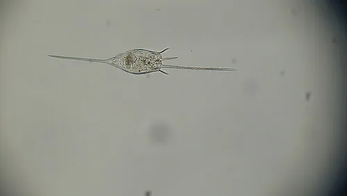 Kellicottia bostoniensis