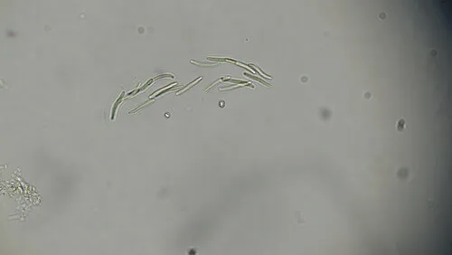Rhabdogloea smithii