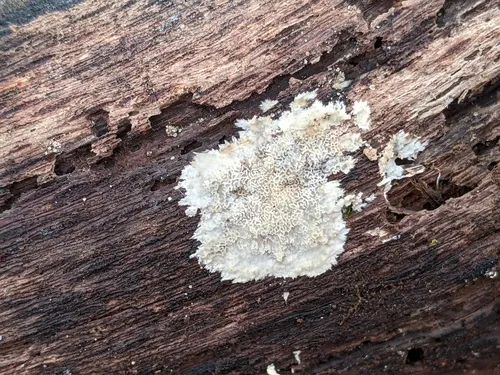 Antrodiella romellii
