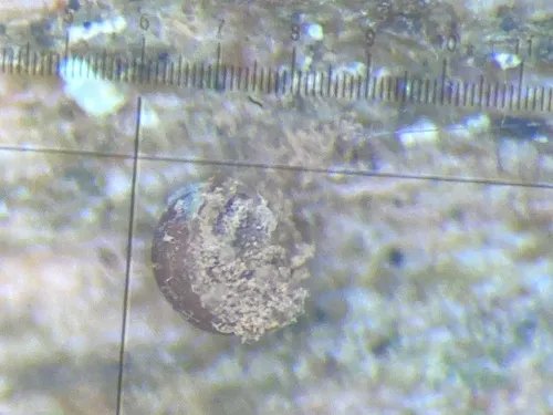 Dianema harveyi