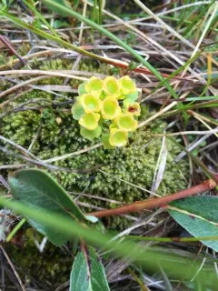 Rosendahl's Golden-saxifrage thumbnail 1
