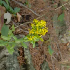 Shadowy Goldenrod thumbnail 4
