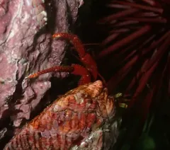 Maroon Hermit Crab thumbnail 3