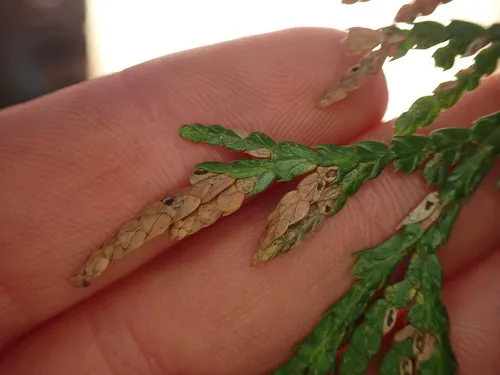 Cedar Leaf Blight