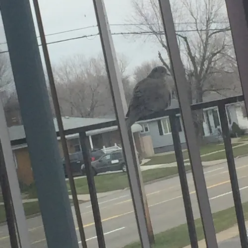 Mourning Dove