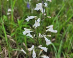 pale beardtongue thumbnail 4