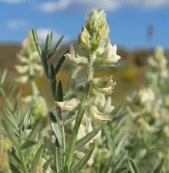 Buckwheat Milkvetch thumbnail 3