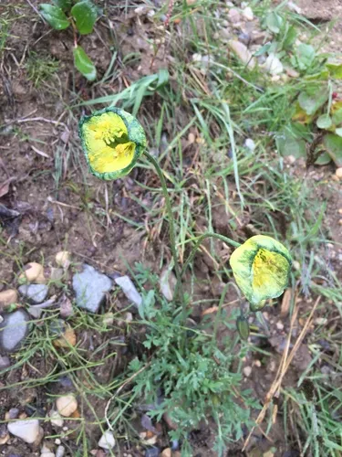 Lapland Poppy