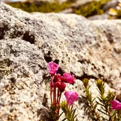 pink mountainheath thumbnail 2