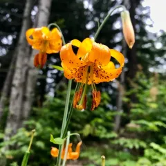 Columbia lily thumbnail 3