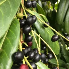 bird cherry thumbnail 2