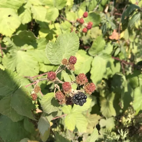 Himalayan Blackberry