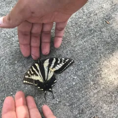 Pale Swallowtail thumbnail 4