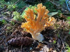 Ramaria rubricarnata thumbnail 3