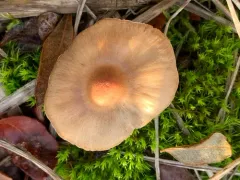 Cortinarius privignipallens thumbnail 3