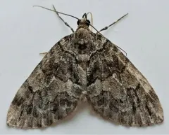 Black-dashed Hydriomena Moth thumbnail 3