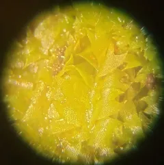 Stipular Flapwort thumbnail 3