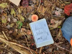 Russula silvestris thumbnail 4