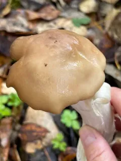 Entoloma lividoalbum thumbnail 4