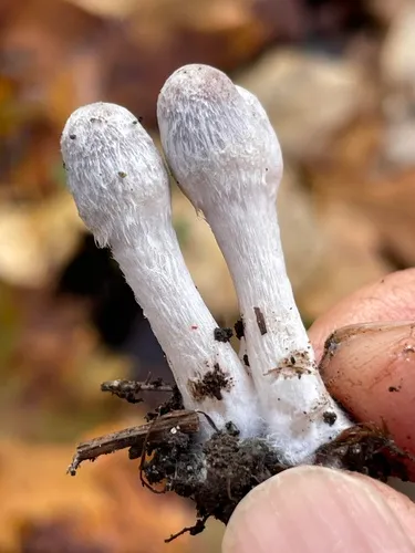 Coprinopsis canoceps