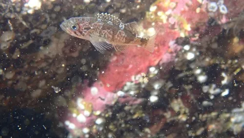 Stripetail Rockfish