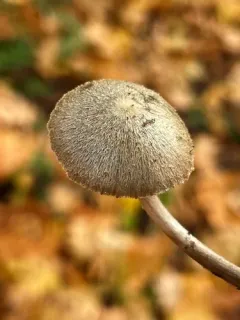 Entoloma alissae thumbnail 2