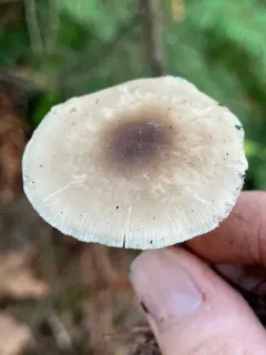 Clitocybe amarescens thumbnail 2