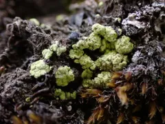 Alpine Dot Lichen thumbnail 3