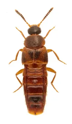 Hoplandria lateralis thumbnail 1