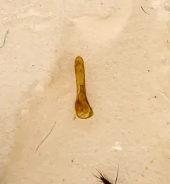 Philonthus aequalis thumbnail 1