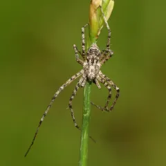 Philodromus spectabilis thumbnail 3