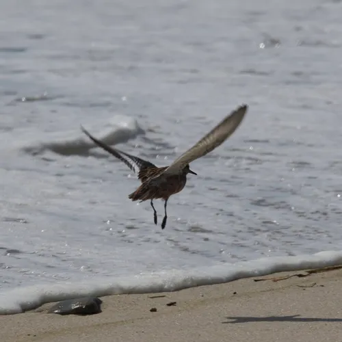 Red Phalarope