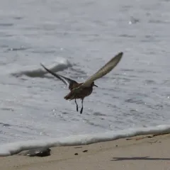Red Phalarope thumbnail 1
