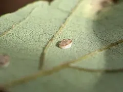 Aleurochiton forbesii thumbnail 1