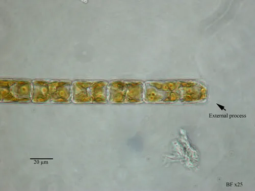 Guinardia delicatula